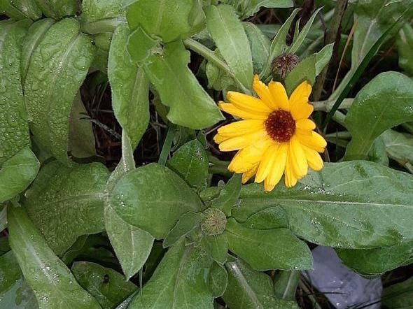 На снимках отсутствуют какие-либо признаки зимнего сезона. | Источник: читатель NN.RU