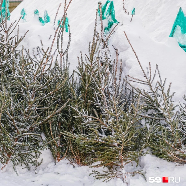 Елочки поставили у сугроба | Источник: Тимофей Калмаков / 59.RU