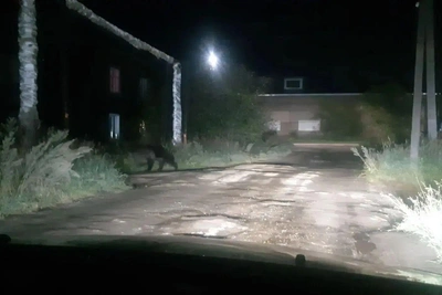 В Вихоревке застрелили медведя, вышедшего к людям