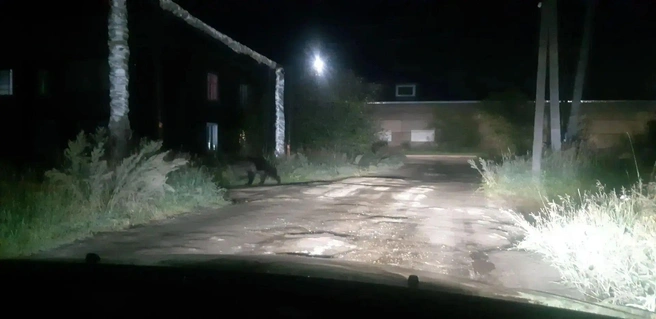 В Вихоревку вышел медведь | Источник: Мэр Братского района Николай Дружинин / «ВКонтакте»