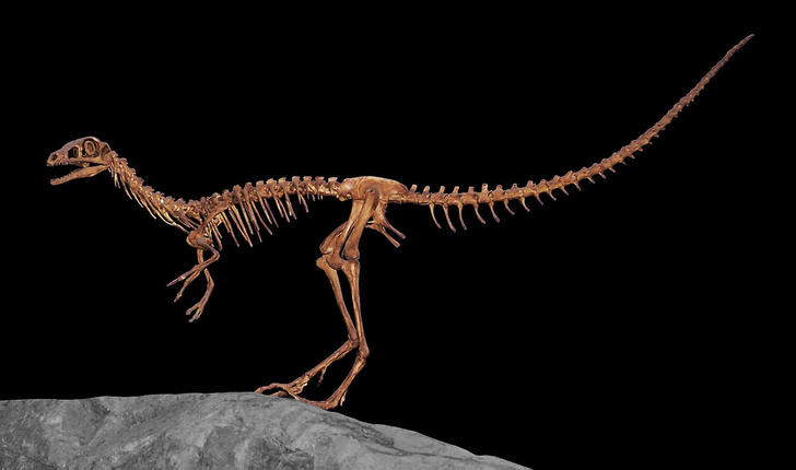 Какие динозавры были самые маленькие?