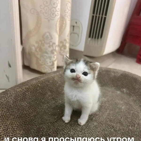 Источник: Соцсети