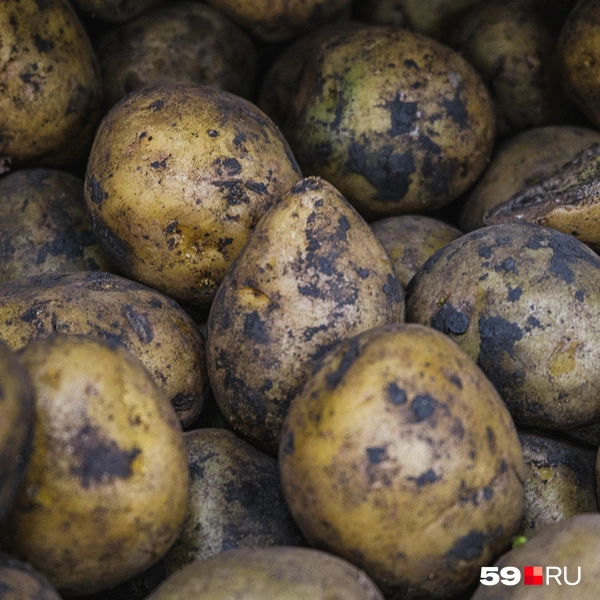 Обычный картофель | Источник: Тимофей Калмаков / 59.RU