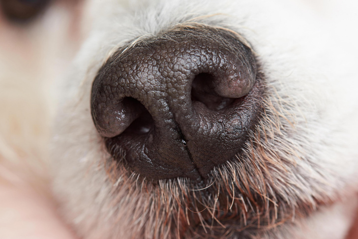 Почему пропавшие собаки не находят дом по запаху?