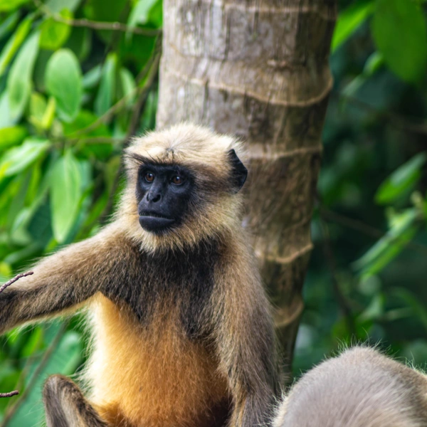 Эти милые обезьянки тоже были замечены в Арамболе | Источник: личный архив Ильи Морозова