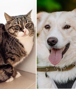 Котопёс недели: возьми из приюта юную собаку Фету или круглую кошку Дольку