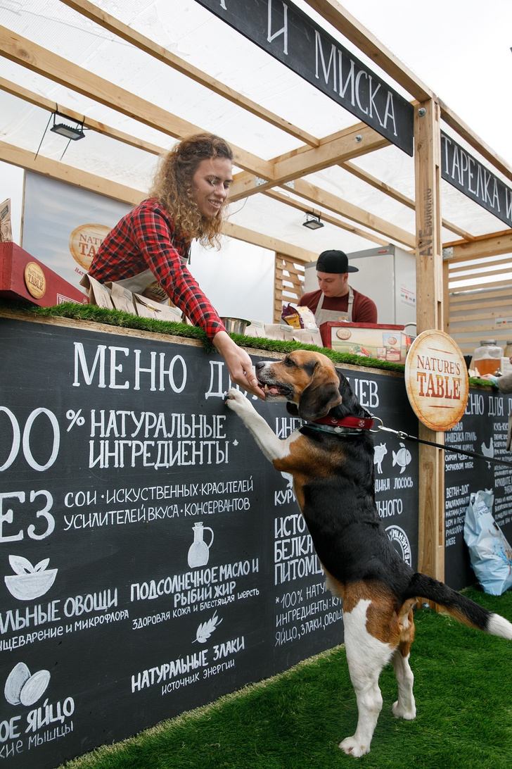 Фото №1 - В Москве открылось pet café «Тарелка и Миска»