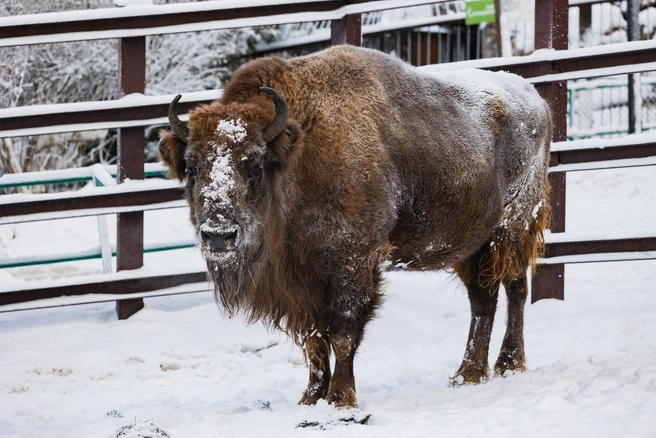 Так выглядит зубр | Источник: Парк «Роев ручей» Красноярск / Telegram