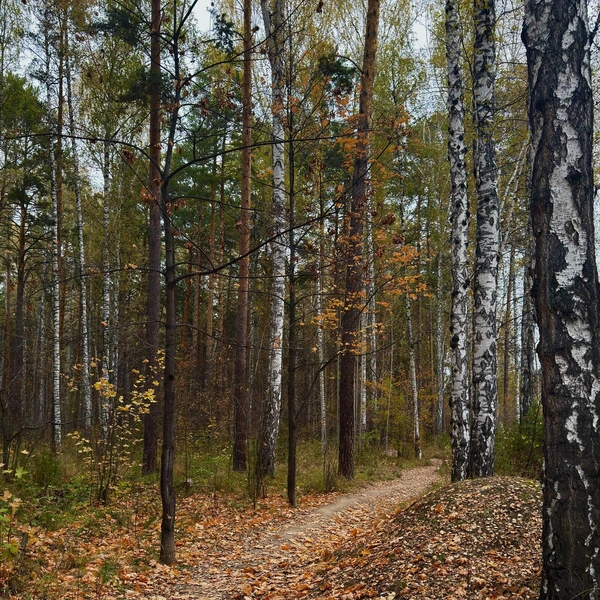 Осенняя тропа  | Источник: читательница Гульнара