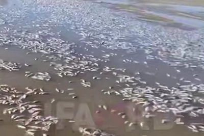 Массовая гибель рыбы в озере Киешки встревожила жителей