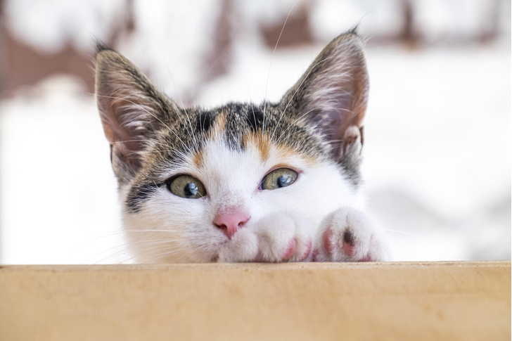 Влияет ли окрас кошки на ее характер? Наблюдения хозяев и вывод ученых