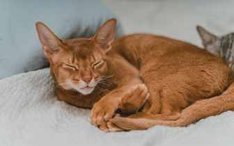 Тест: выберите любимую породу кошек — и узнайте доминирующую черту вашей личности (часть 2)