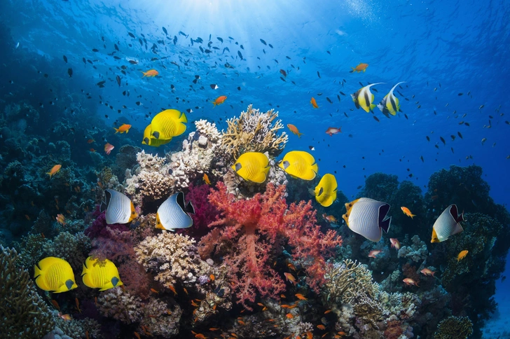 Спасаем рыбок: самый милый и модный эко-тренд в косметике 🐟