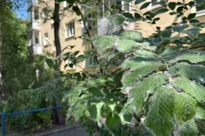 Новосибирск страдает от тополиного пуха