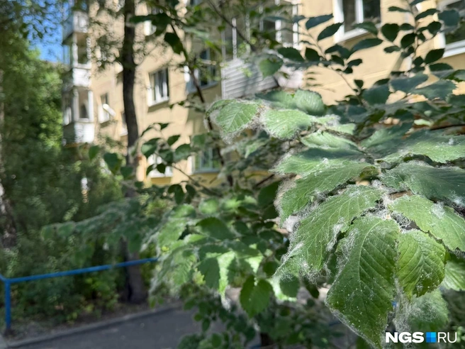 Пух доставляет проблемы аллергикам | Источник: Анастасия Хриппушина / NGS.RU