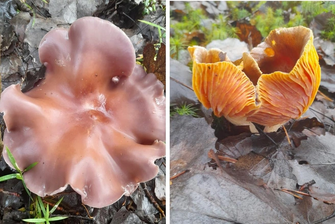 Ярославцы обменяются фотографиями грибного улова в соцсетях | Источник: «Грибы 2025» / Vk.com