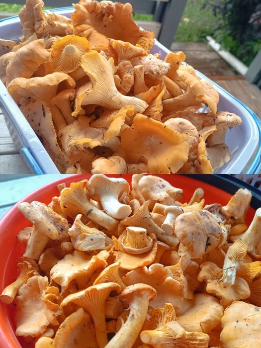 Ну и куда в этом сезоне без лисичек?  | Источник: читатель NGS24.RU 