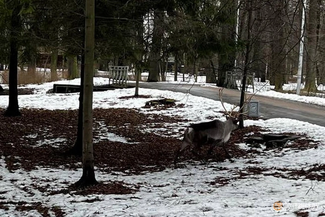 Источник: читатель «Фонтанки» Алексей