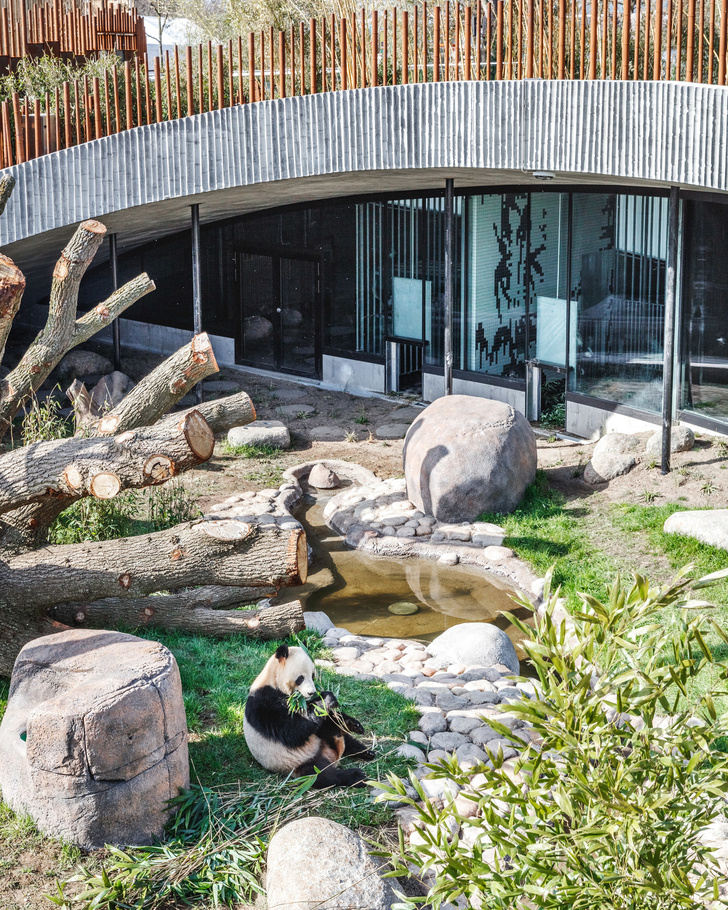 В зоопарке Копенгагена построили дом для панд (фото 2)