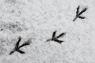 Погода на выходных в Красноярске: минус и снег