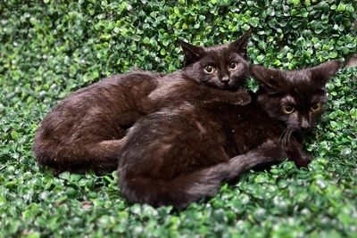 В Новосибирске ищут дом черным котятам Вьюну и Осоке