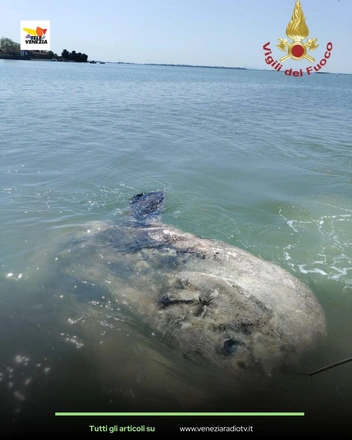 Заблудилась: в Венеции достали из лагуны огромную луну-рыбу, мешавшую судам