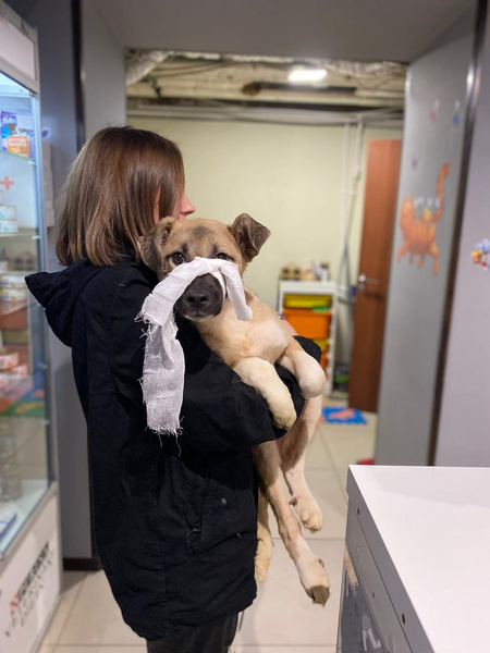 «Собак брали, чтобы выходить из дома, а потом сдать обратно»: волонтер о том, как пандемия отразилась на животных и как им можно помочь