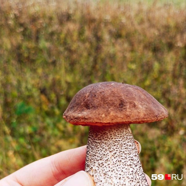 И этот красноголовик хорош | Источник: Ирина Бердникова, читатель 59.RU