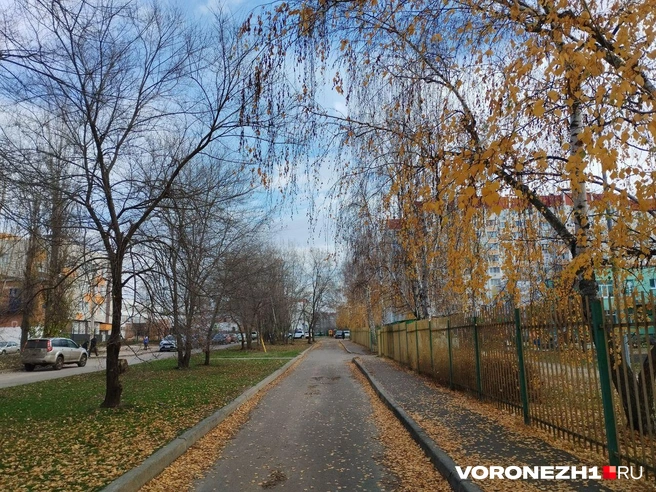 Источник: Дмитрий Волгин / Voronezh1.ru