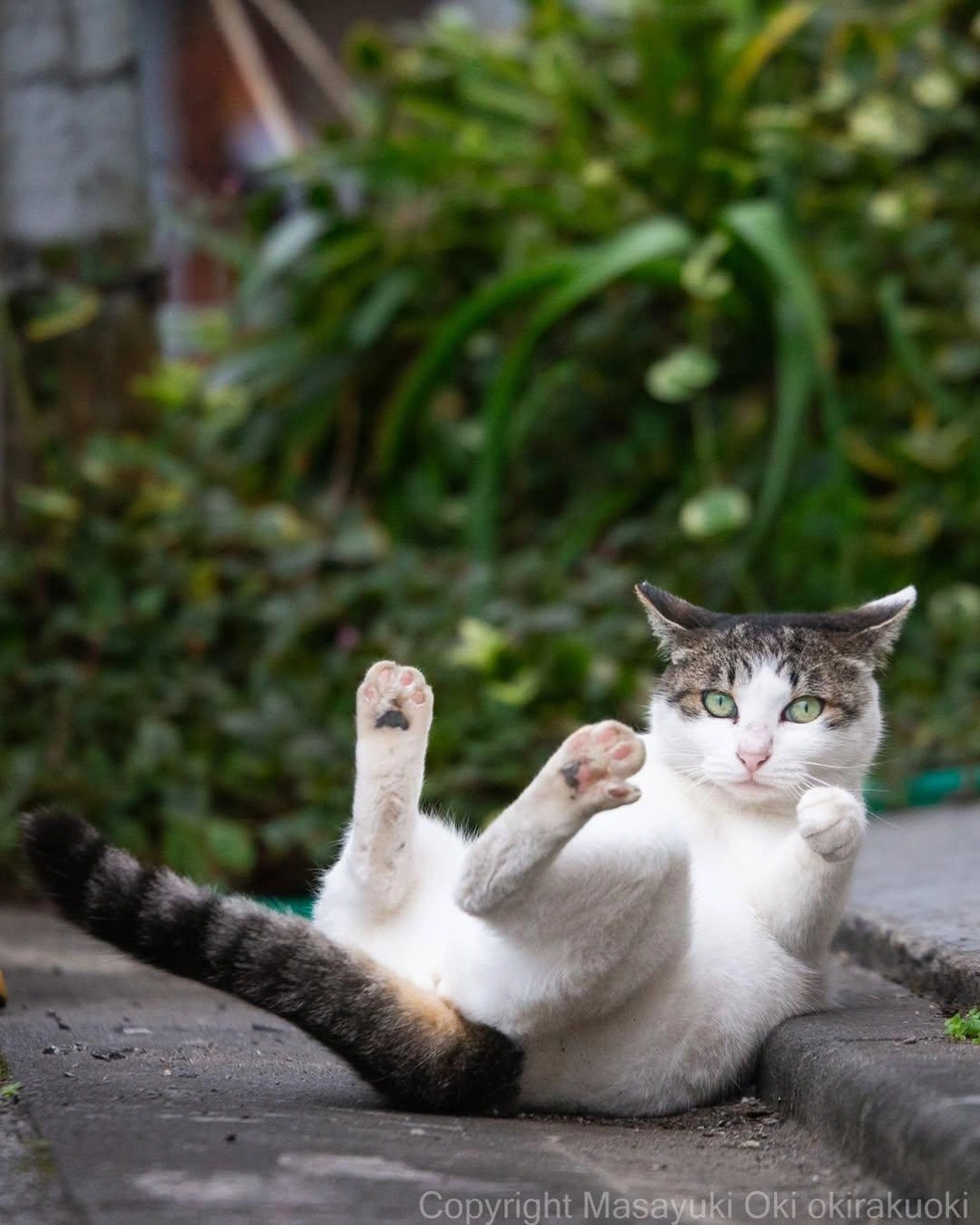 Какой смешной и непосредственный взгляд | Источник: okirakuoki / Instagram (экстремистская организация, деятельность запрещена на территории РФ)