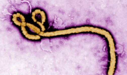 ВОЗ отреагировала на лихорадку Эбола с опозданием в два месяца