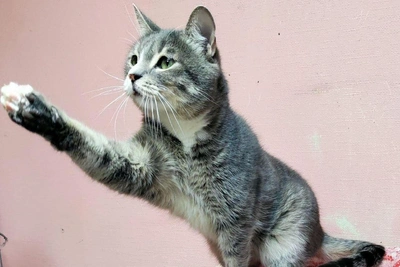 Perm shelter looks for home for cat Roger likened to a bunny