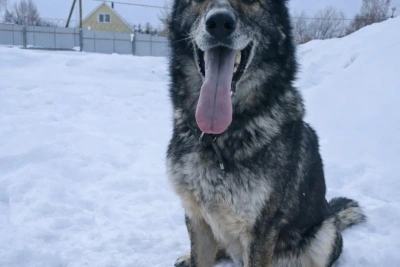 Служебных собак передадут новым хозяевам бесплатно