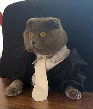 Деловые коты на смешных фотоснимках