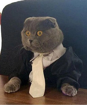 Деловые коты на смешных фотоснимках