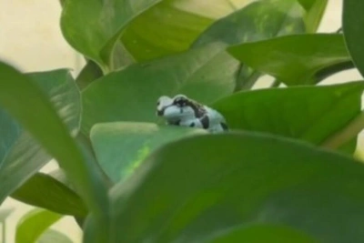 Редкие квакши-арлекины родились в Ленинградском зоопарке