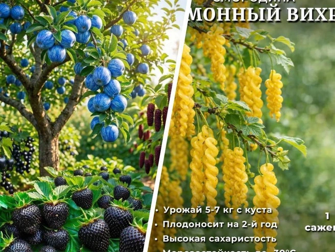 В интернете распространены рекламные картинки с несуществующими гибридами растений. | Источник: Городские медиа, скриншот с маркетплейса