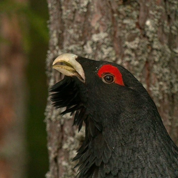 Глухари в лесах Ленобласти начали подавать таинственные знаки
