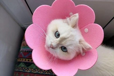 15 фото котиков Волгограда, которые поднимут настроение