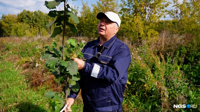 Фундук сибирские агрономы-профессионалы уже давно выращивают на своих приусадебных участках, но сделать промышленный сад еще никто не решался | Источник: Антон Дигаев / NGS.RU