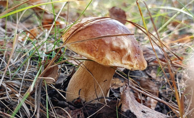 Но там есть и кое-что поинтереснее — белые грибы | Источник: Ирина Пелевина / Грибы Челябинской области