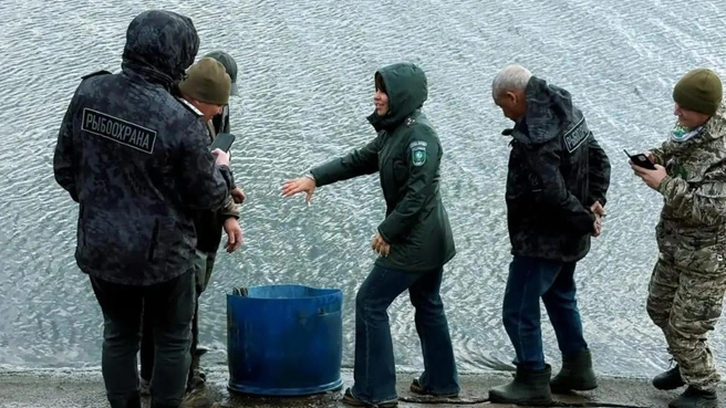 В Заинское водохранилище выпустили около 1000 мальков сазана | Источник: tatarstan.ru