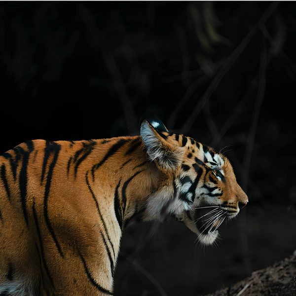Финалист в номинации «Дикие животные» | Источник: Chinthu S Pillai / 1839 Awards Photographer of the Year 2025