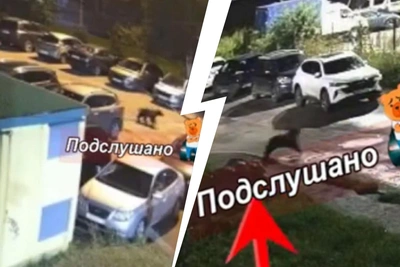 Власти сообщили о судьбе медведя в Ярославле