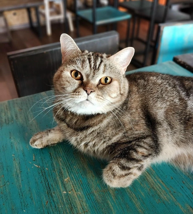 Паулина знает лоток, привита, стерилизована, обработана от паразитов и проверена на основные хронические вирусы  | Источник: Котейня «ЧуКОТка» | котокафе Самара