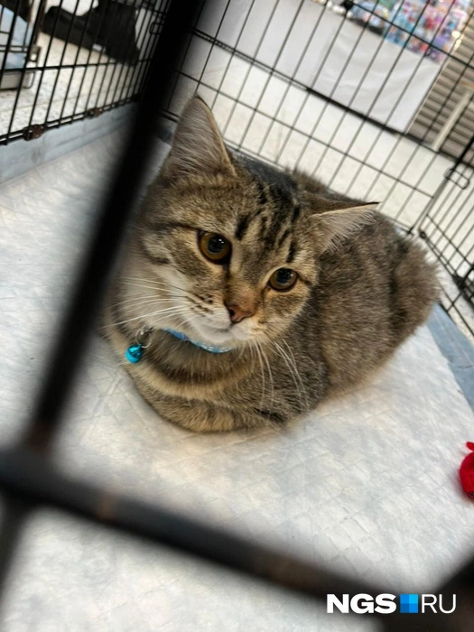 Все животные кастрированы, привиты от вирусов, обработаны от паразитов и чипированы | Источник: Рихарда Лем / NGS.RU