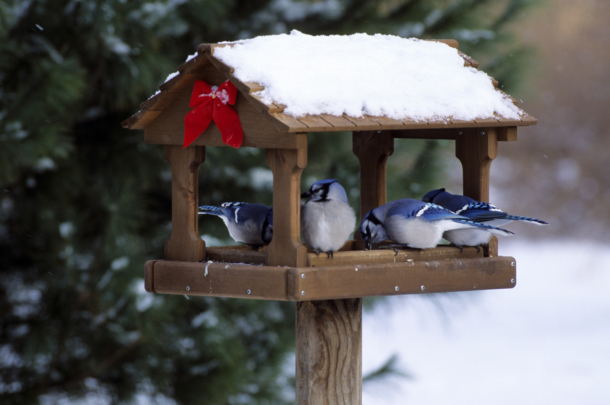 Кормление птиц зимой из кормушки
