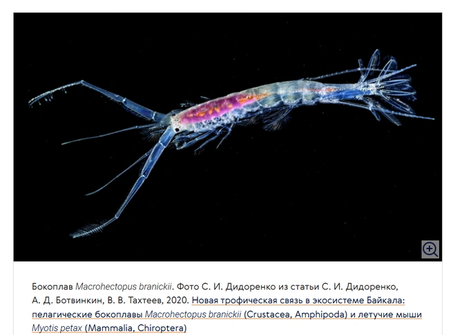 Это единственный пелагический вид амфипод в пресных водах | Источник: elementy.ru