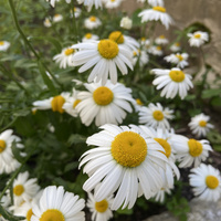 Аватарка tygfc_56