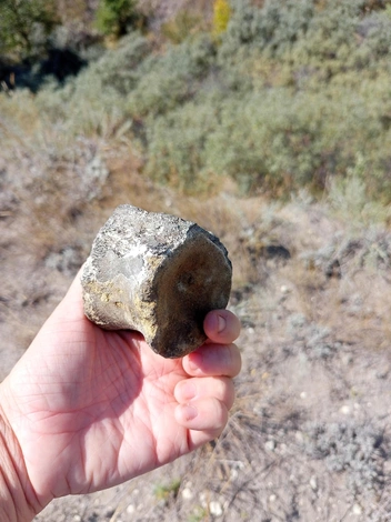 Позвонок плезиозавра, мозазавра или плиозавра | Источник: Юлия Тузова / Vk.com